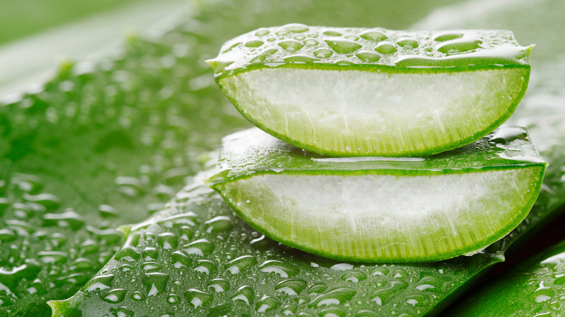 Benefits of using Aloe Vera